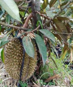 jual bibit durian musangking termurah Temanggung