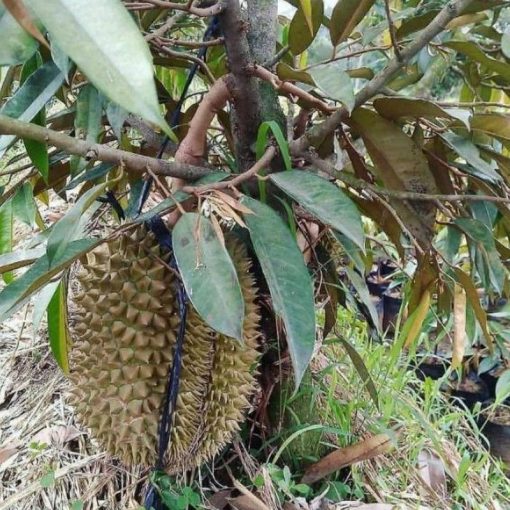 jual bibit durian musangking termurah Temanggung