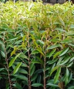 jual bibit durian musangking termurah Tulang Bawang Barat
