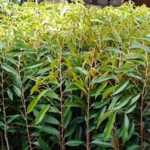 jual bibit durian musangking termurah Tulang Bawang Barat