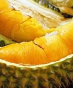 jual bibit durian musangking unggul bisa buah dalam pot Deli Serdang