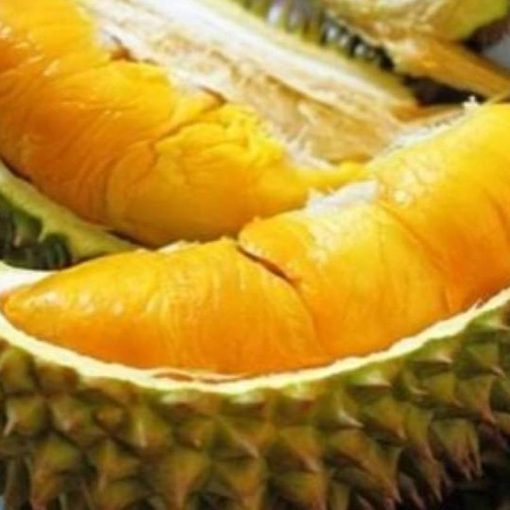 jual bibit durian musangking unggul bisa buah dalam pot Deli Serdang