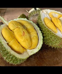 jual bibit durian musangking unggul Hulu Sungai Selatan