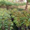 jual bibit durian oche duri hitam super Tanah bumbu