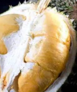 jual bibit durian oche duri hitam super Tarakan
