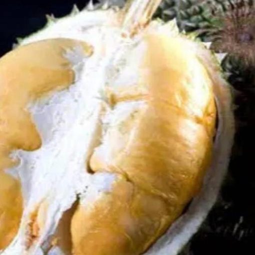 jual bibit durian oche duri hitam super Tarakan