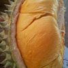 jual bibit durian ochee duri hitam Bantul