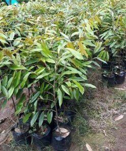 jual bibit durian ochee duri hitam hasil okulasi super kualitas unggul cepat berbuah Belitung Timur
