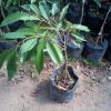 jual bibit durian ochee duri hitam hasil okulasi super kualitas unggul cepat berbuah Pasuruan