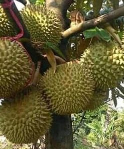 jual bibit durian pelangi kaki 3 super genjah Tambrauw