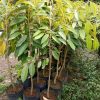 jual bibit durian tinggi jenis bawor montong musangking Simalungun