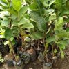 jual bibit jambu kristal okulasi cepat ber buah bisa tabulampot Mataram