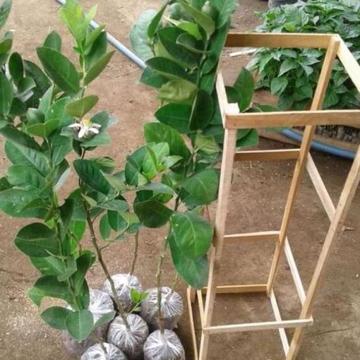 jual bibit jeruk lemon unggul non biji Deli Serdang