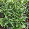 jual bibit jeruk nagami sudah berbuah siap panen Kep Siau Tagulandang Biaro