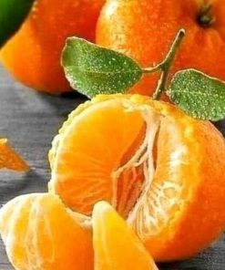 jual bibit jeruk santang madu Muara Enim