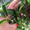 jual bibit jeruk tongheng berbuah lebat hasil okulasi Bima