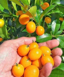 jual bibit jeruk tongheng berbuah murah Jayapura