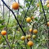 jual bibit jeruk tongheng berkualitas Klaten