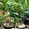 jual bibit jeruk tongheng Kaimana