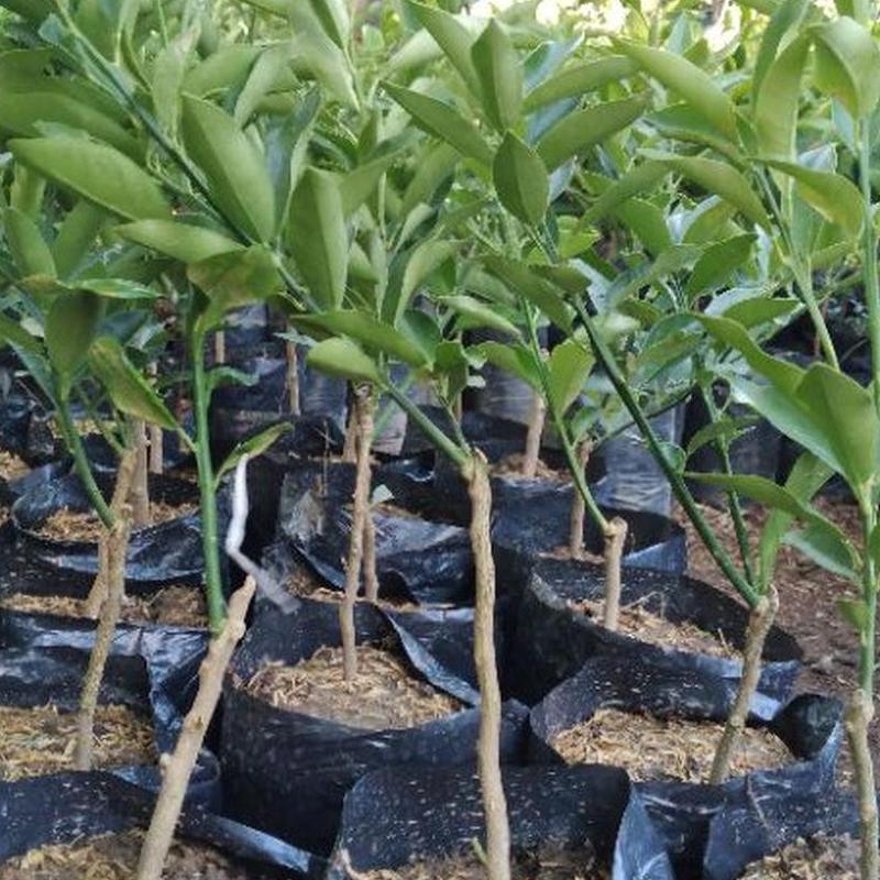Gambar Produk jual bibit jeruk tongheng manis bisa Bangli