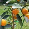 jual bibit jeruk tongheng okulasi bisa dimakan sama kulitnya murah Tasikmalaya