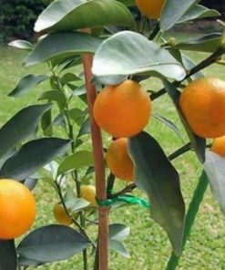 jual bibit jeruk tongheng okulasi bisa dimakan sama kulitnya murah Tasikmalaya