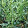 jual bibit jeruk tongheng Sinjai