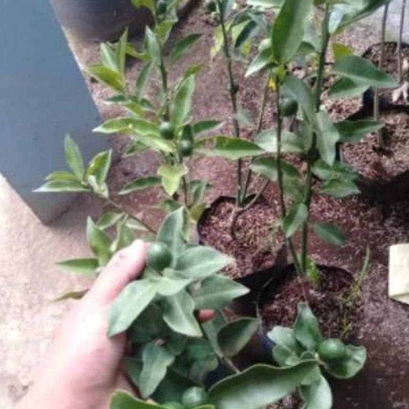 Gambar Produk jual bibit jeruk tongheng super cepat berbuah Bengkulu Tengah