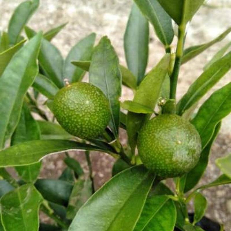 Gambar Produk jual bibit jeruk tongheng super cepat berbuah Timor Tengah Utara