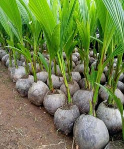 jual bibit kelapa hijau asli wulung berbuah pendek Dogiyai