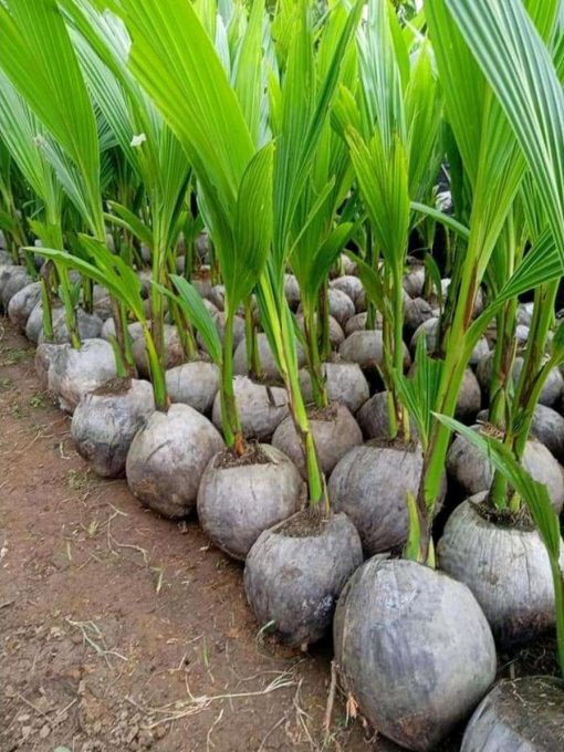 jual bibit kelapa hijau asli wulung berbuah pendek Dogiyai