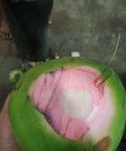 jual bibit kelapa hijau asli wulung berbuah pendek Kolaka Timur