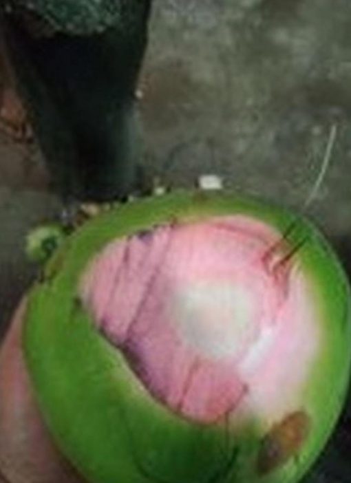 jual bibit kelapa hijau asli wulung berbuah pendek Kolaka Timur