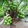 jual bibit kelapa hijau asli wulung berbuah pendek Lombok Tengah