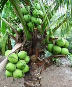 jual bibit kelapa hijau asli wulung berbuah pendek Lombok Tengah