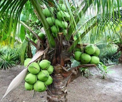 jual bibit kelapa hijau asli wulung berbuah pendek Lombok Tengah