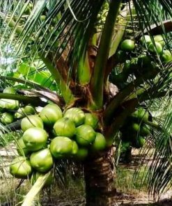 jual bibit kelapa hijau asli wulung berbuah pendek Solok Selatan