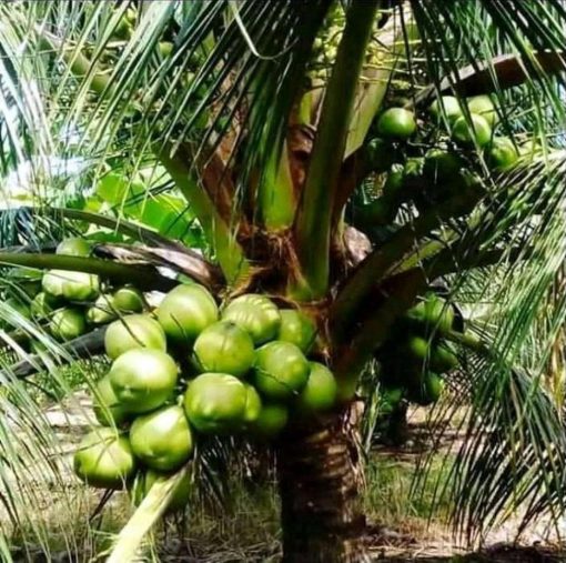 jual bibit kelapa hijau asli wulung berbuah pendek Solok Selatan