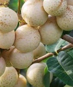 jual bibit kelengkeng aroma durian Lampung Barat