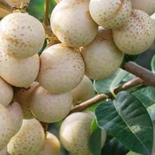 jual bibit kelengkeng aroma durian Lampung Barat