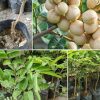 jual bibit kelengkeng aroma durian okulasi Temanggung