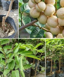 jual bibit kelengkeng aroma durian okulasi Temanggung