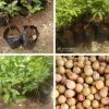 jual bibit kelengkeng aroma durian okulasi unggul Hulu Sungai Tengah
