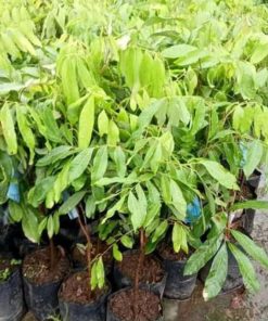 jual bibit kelengkeng itoh Gresik