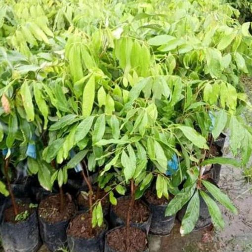 jual bibit kelengkeng itoh Gresik