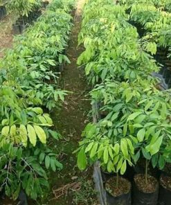 jual bibit kelengkeng klengkeng lengkeng aroma durian pohon tanaman buah bisa untuk tabulampot Bangka