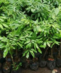 jual bibit kelengkeng klengkeng lengkeng aroma durian pohon tanaman buah bisa untuk tabulampot Wonosobo