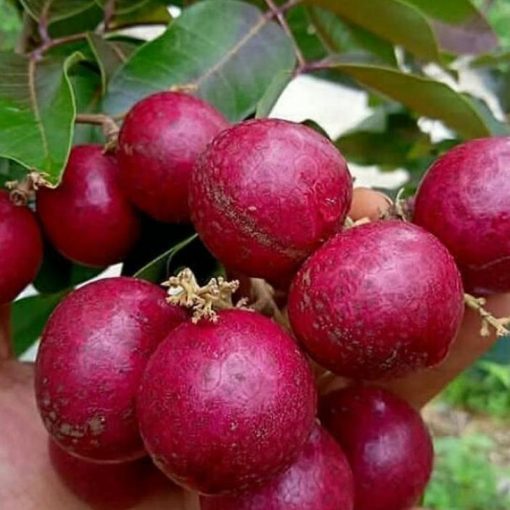 jual bibit kelengkeng merah Belu