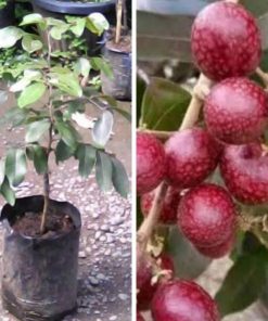 jual bibit kelengkeng merah Bengkalis