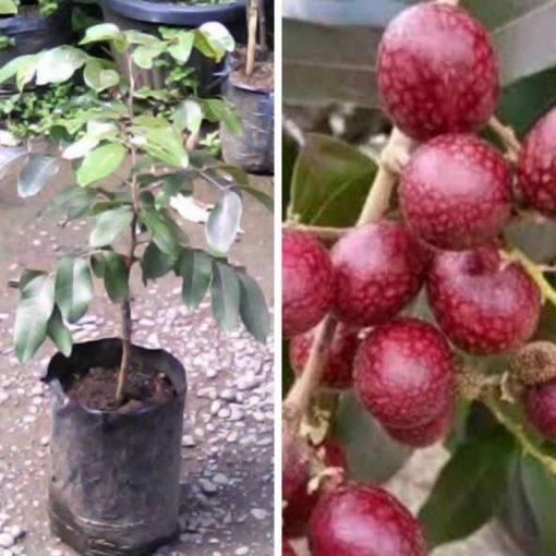 jual bibit kelengkeng merah Bengkalis